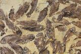 Fossil Fish (Gosiutichthys) Mortality Plate - Lake Gosiute #130098-2
